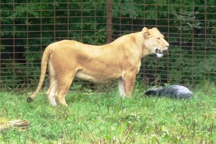 Bag om Odense Zoo billede 132