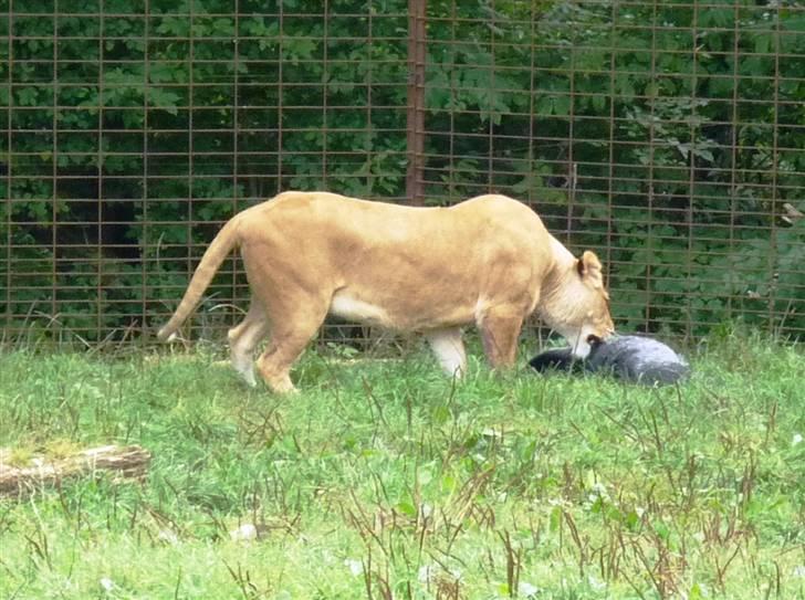 Bag om Odense Zoo billede 133
