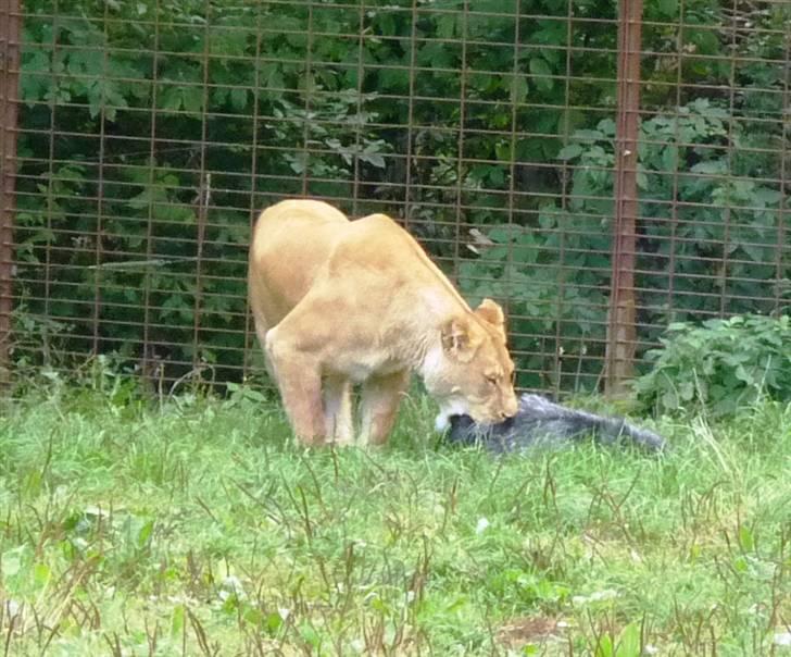 Bag om Odense Zoo billede 134