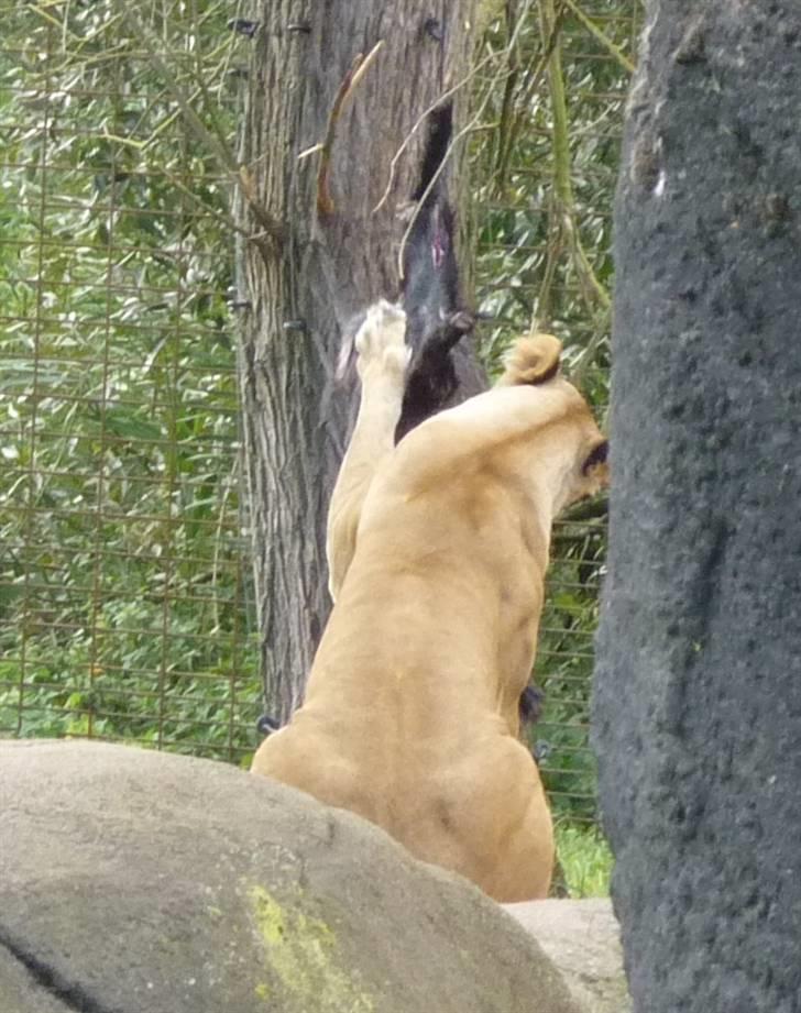 Bag om Odense Zoo billede 135