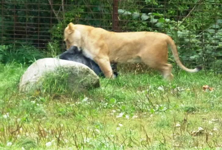 Bag om Odense Zoo billede 136
