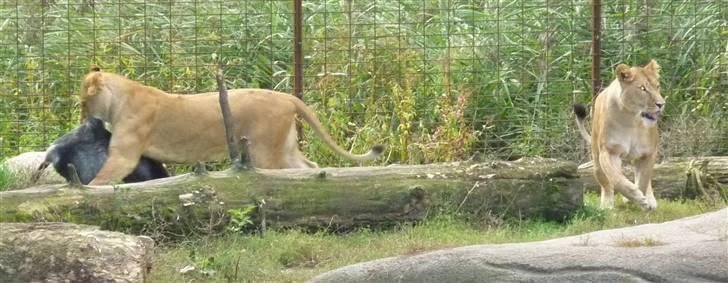 Bag om Odense Zoo billede 137