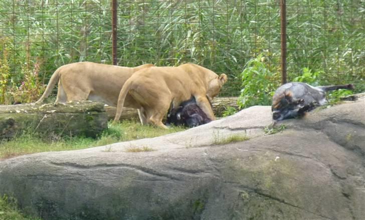 Bag om Odense Zoo billede 138