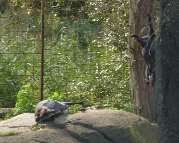 Bag om Odense Zoo - Løve mad... billede 139