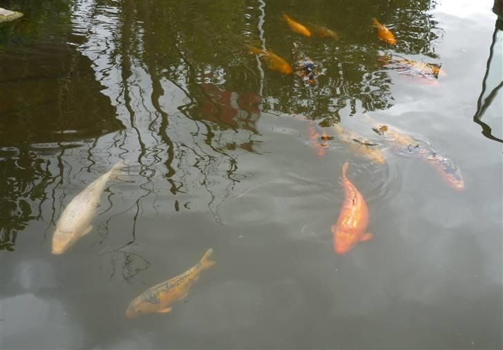 Bag om Odense Zoo - Fisk... billede 140
