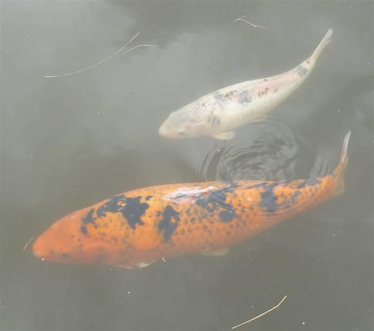 Bag om Odense Zoo billede 141