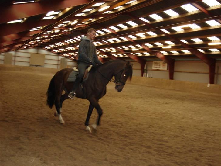 Herkules og ossi tilridning D.3/10 09 billede 3