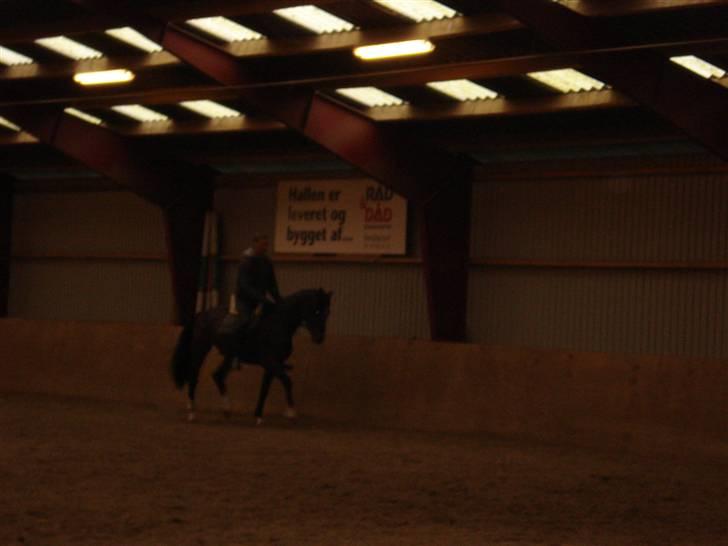 Herkules og ossi tilridning D.3/10 09 billede 4