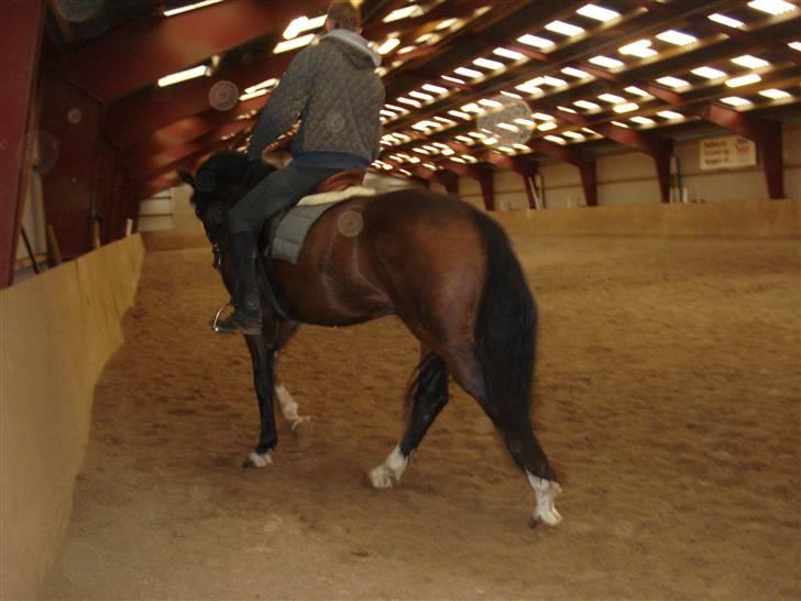 Herkules og ossi tilridning D.3/10 09 billede 6