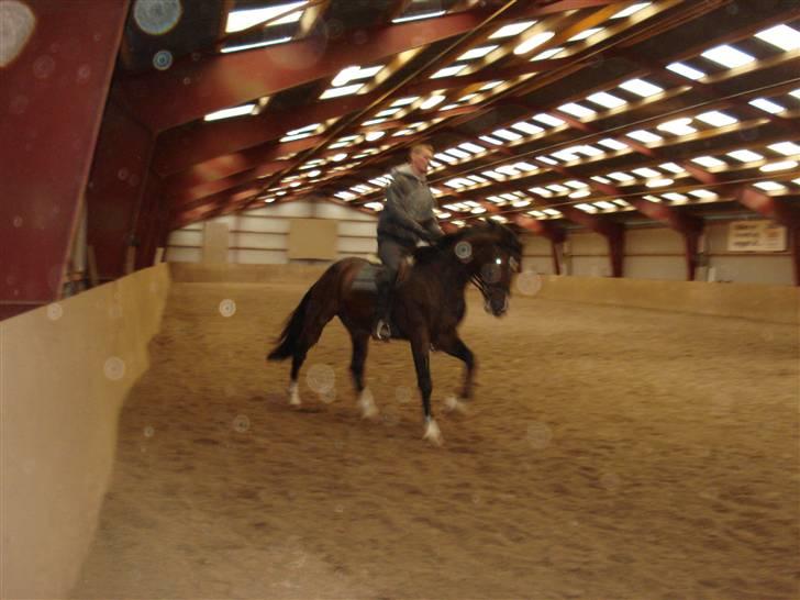 Herkules og ossi tilridning D.3/10 09 billede 7