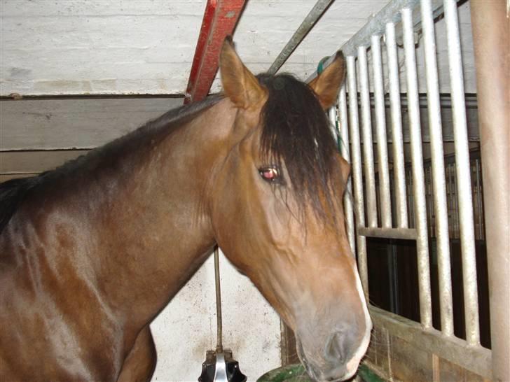 Herkules og ossi tilridning D.3/10 09 billede 9