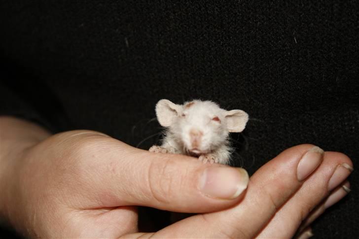 Ugly Kid Joe - Verdens grimmeste rotte! - Hils på Ugly Kid Joe! billede 1