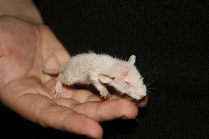 Ugly Kid Joe - Verdens grimmeste rotte! - Jordens grimmeste rotte... billede 2