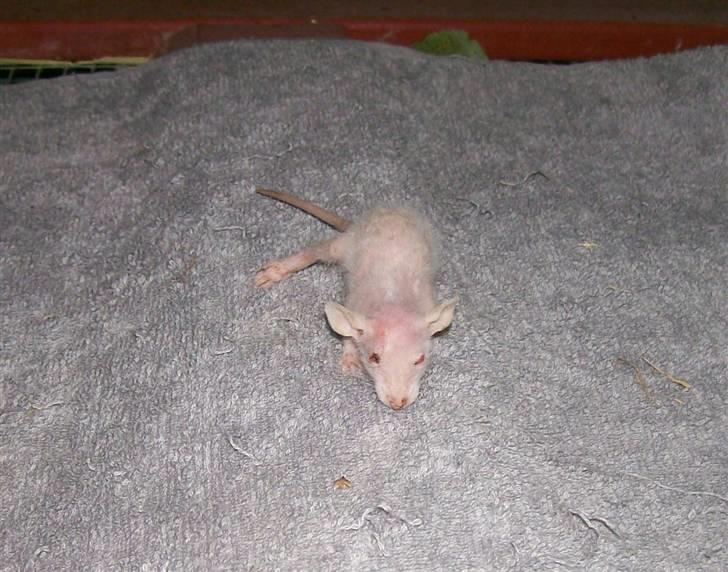 Ugly Kid Joe - Verdens grimmeste rotte! - Så grim, at man ikke kan andet, end at holde af ham... billede 3