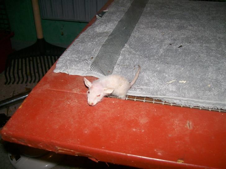 Ugly Kid Joe - Verdens grimmeste rotte! - Skrævlet, men velfungerende... billede 4