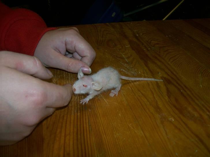 Ugly Kid Joe - Verdens grimmeste rotte! - Og ikke mindst nysgerrig og livsglad! billede 5