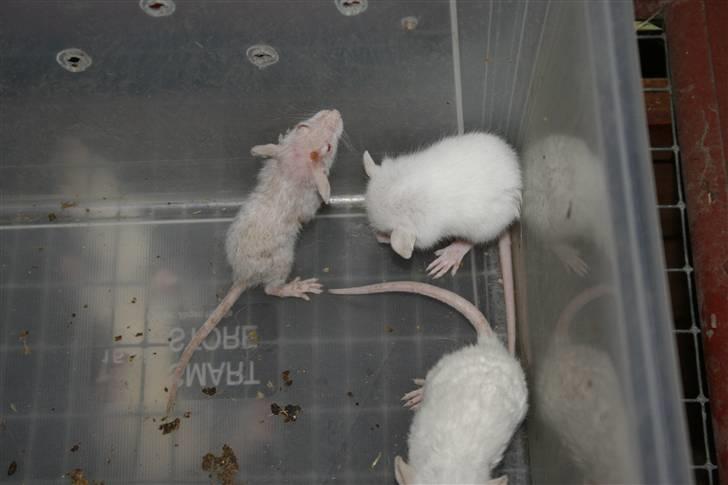 Ugly Kid Joe - Verdens grimmeste rotte! - Her ses Joe sammen med 2 af sine søskende (fra samme kuld). billede 6