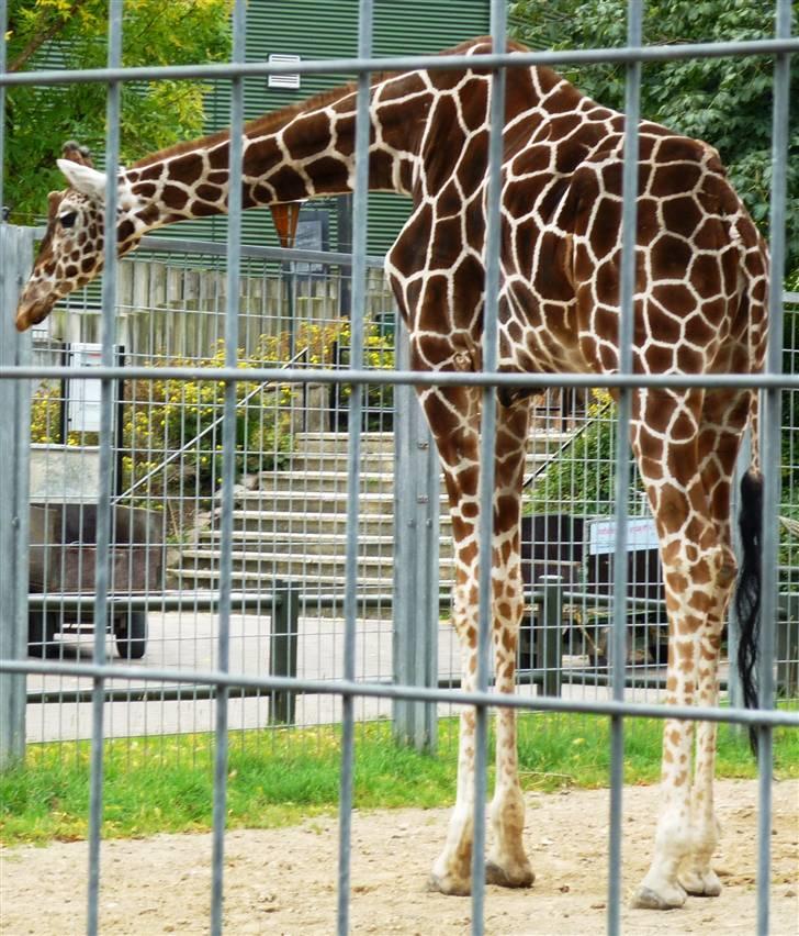 Bag Om Odense Zoo Off Topic Fotos Fra Marie Louise H Bag Om Odense Zoo Off Topic Fotos Fra Marie Louise H
