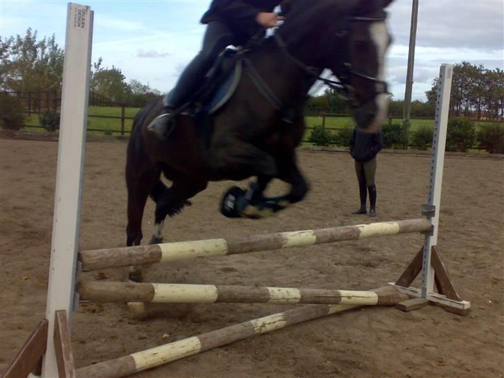 Springning på mine to springmus:-) - Sunshine billede 9