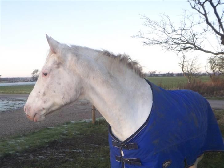 Tidligere heste,føl og ponyer - Vi har solgt vores fantastiske avlshoppe Jannika, tiden er bare ikke til stor hest og små børn :( hun er meget savnet, solgt til viborg.. billede 16