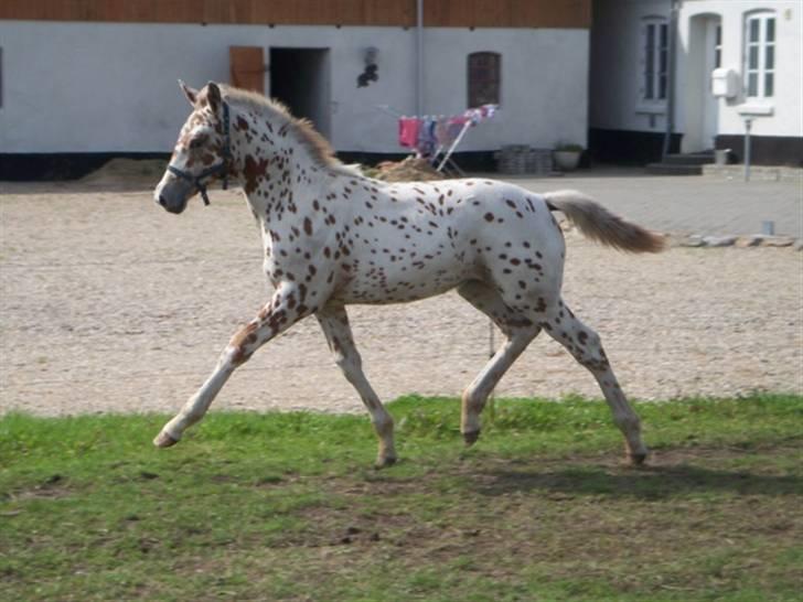 Tidligere heste,føl og ponyer - Fantastisk flot helplettet hoppeføl, Ejstrups Joyful colour solgt med sin mor til viborg:) billede 17