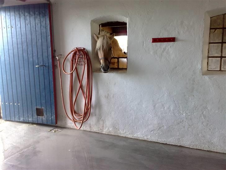 Spalte-rilning af vores stald billede 7