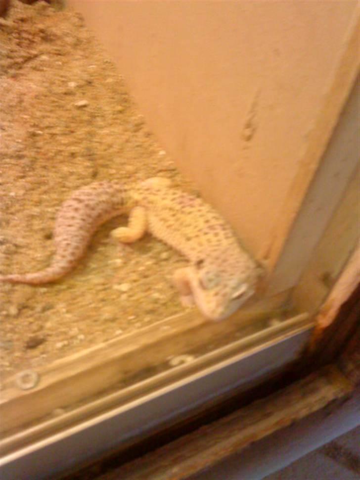 Mit arbejde :) et kig værd - Leopart gekko billede 46