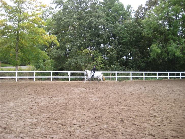 D-stævne Sjølund rideklub d. 10/10-09 billede 1
