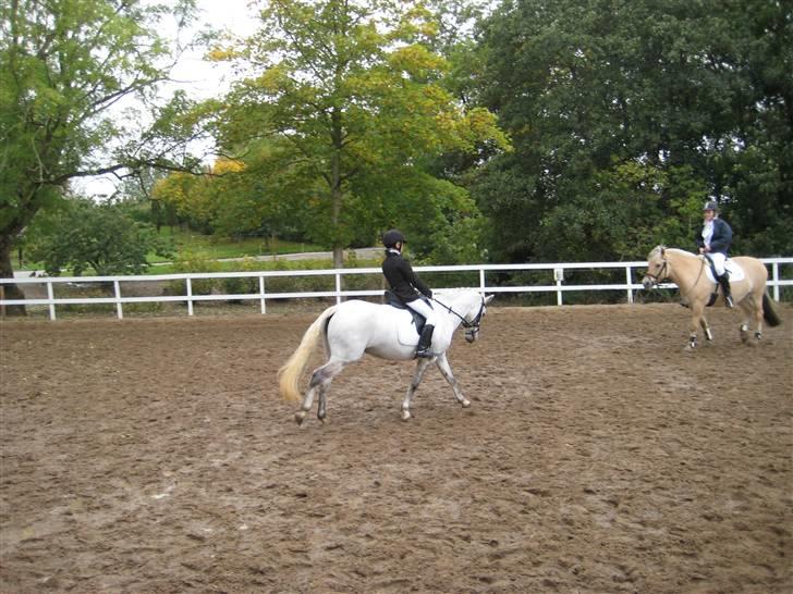 D-stævne Sjølund rideklub d. 10/10-09 billede 2