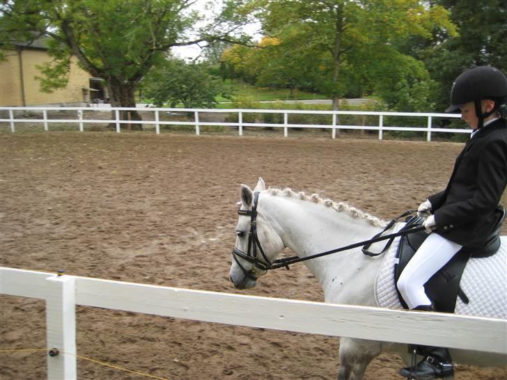 D-stævne Sjølund rideklub d. 10/10-09 billede 3