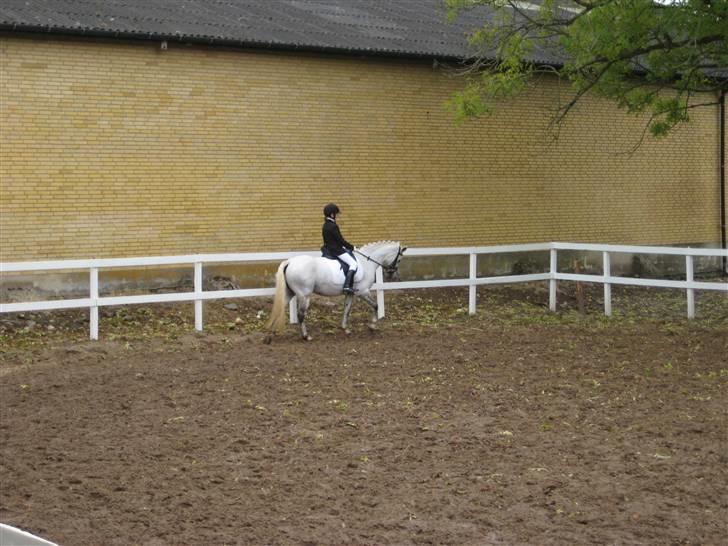 D-stævne Sjølund rideklub d. 10/10-09 billede 4