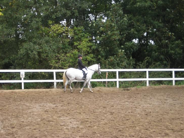 D-stævne Sjølund rideklub d. 10/10-09 billede 5