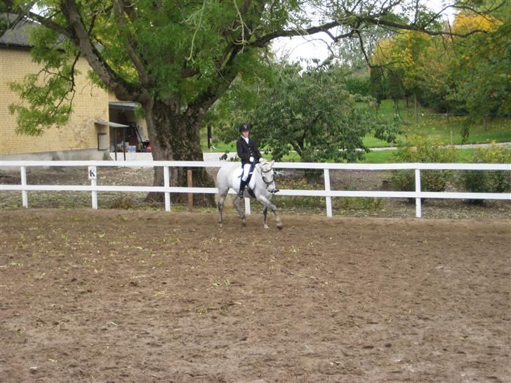 D-stævne Sjølund rideklub d. 10/10-09 billede 7