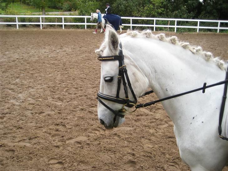 D-stævne Sjølund rideklub d. 10/10-09 billede 8