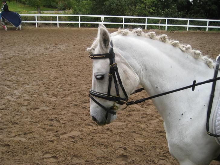 D-stævne Sjølund rideklub d. 10/10-09 billede 9