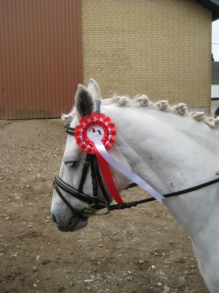 D-stævne Sjølund rideklub d. 10/10-09 billede 10