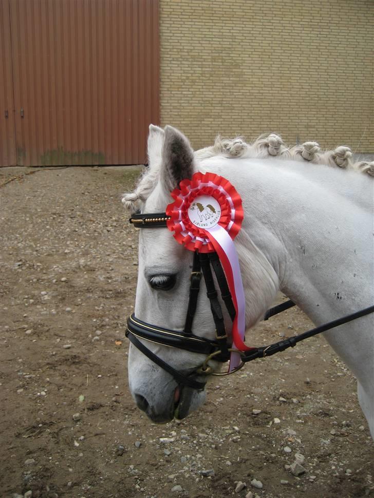 D-stævne Sjølund rideklub d. 10/10-09 billede 11