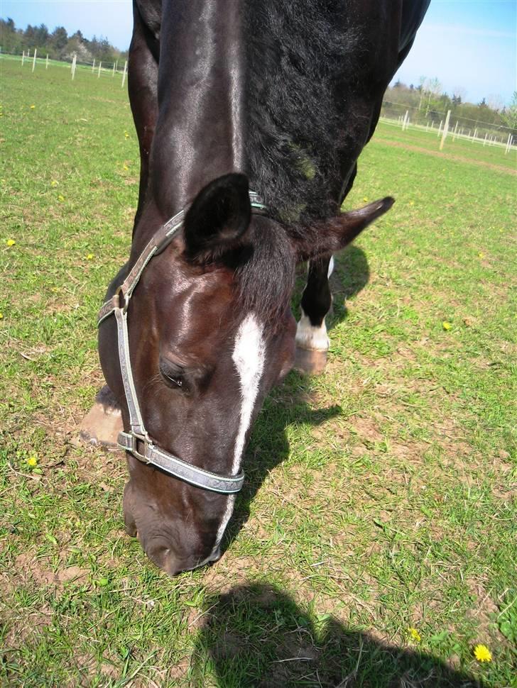 Black Magic - Sommeren 07 billede 15