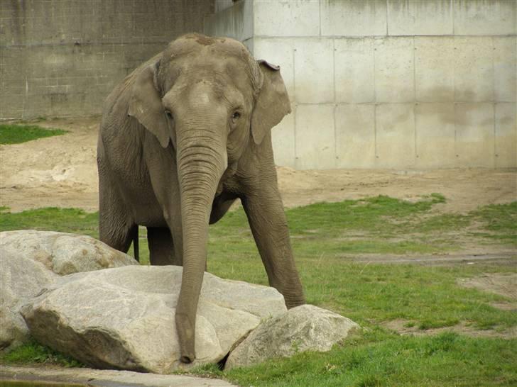 Billeder fra Givskud zoo billede 6