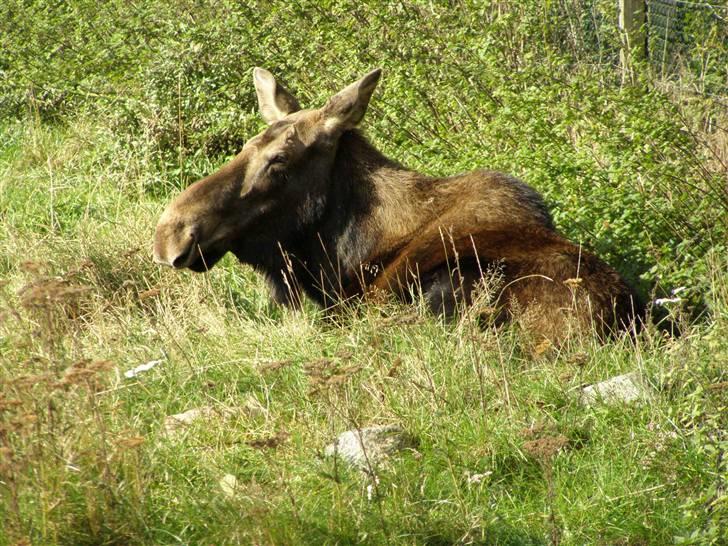 Billeder fra Givskud zoo billede 7