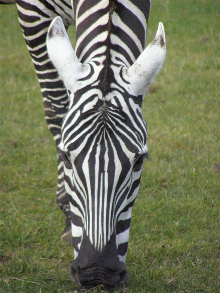 Billeder fra Givskud zoo billede 2