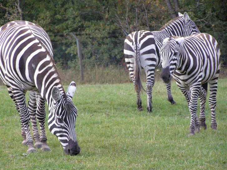 Billeder fra Givskud zoo billede 10