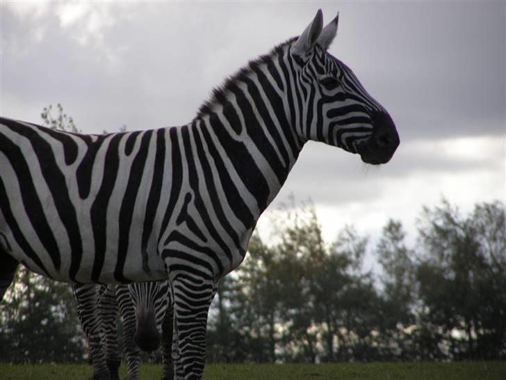 Billeder fra Givskud zoo billede 1