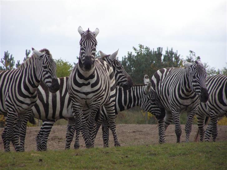 Billeder fra Givskud zoo billede 12
