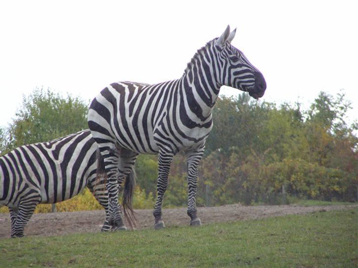 Billeder fra Givskud zoo billede 13