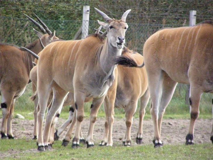 Billeder fra Givskud zoo billede 14
