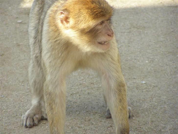 Billeder fra Givskud zoo billede 17
