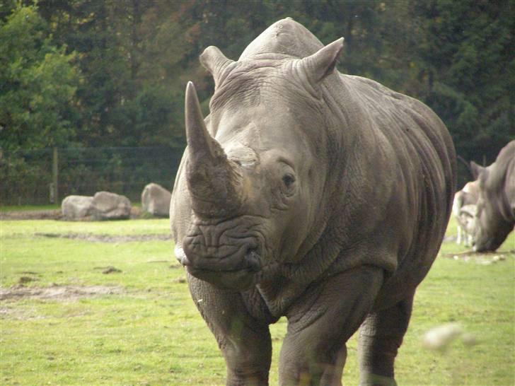 Billeder fra Givskud zoo billede 19