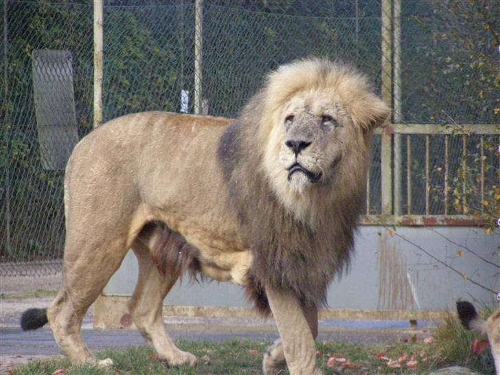 Billeder fra Givskud zoo billede 20