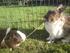 » Mine kaniner - Lucy & Blackie.
